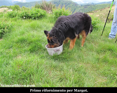 Margot beve