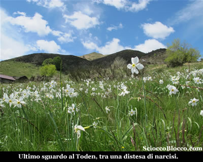 **Toden** vista