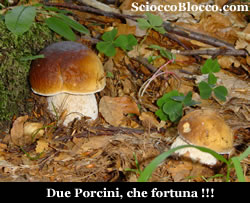 lascheggia_funghi.jpg