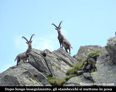 lagogelato_ibex.jpg