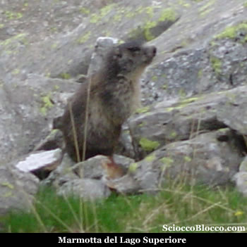 lagosup_marmotta.jpg