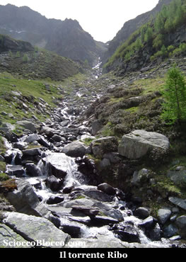 lagosup_ribo.jpg
