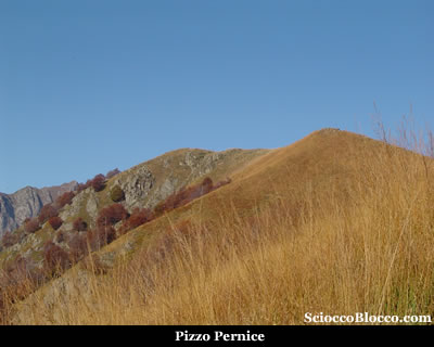 pernice_pizzo.jpg